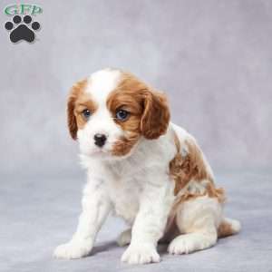 Earl, Cavalier King Charles Spaniel Puppy